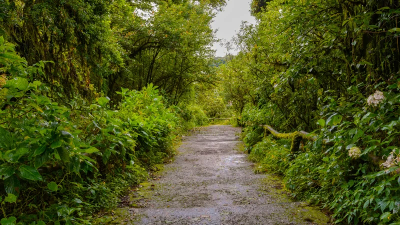 Medicinal Forests in India by hindurastrabharat