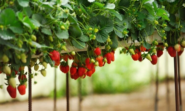 Natural vs Organic Farming by hindurastrabharat