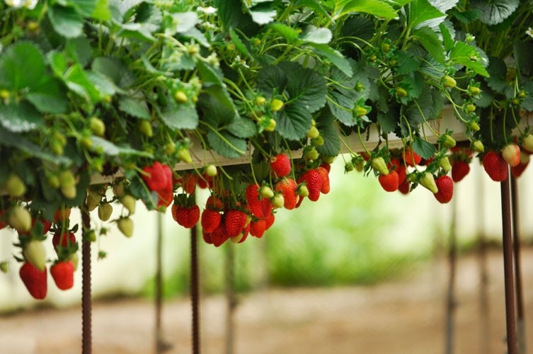 Natural Farming vs Organic Farming: What is Better for Indian Farmers?